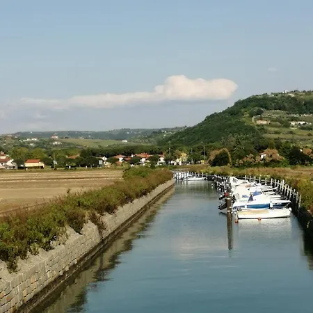 Apartma Pinea *